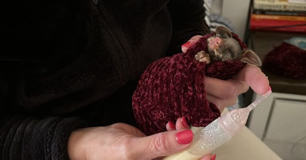 'It saved my life': how caring for baby possums gave Liezel a new purpose after her diagnosis