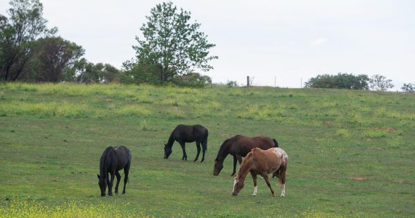 Density fears: Call for planning at North Curtin Horse Paddocks to cease until after the election