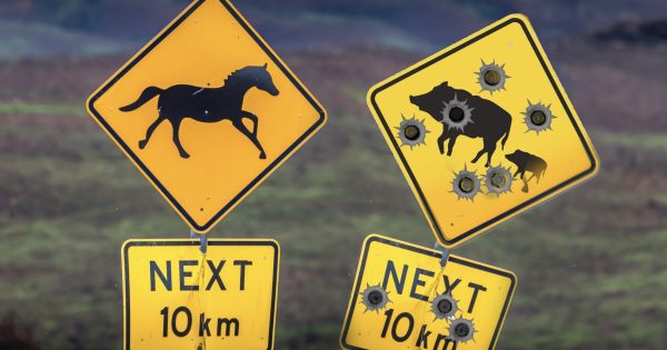 'Save the brumbies' but no sympathy for the pigs?