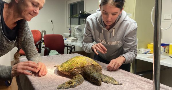 Washed-up South Coast visitor scores lucky break