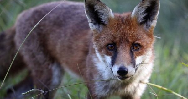Foxes became a winter windfall for Goulburn sharpshooters
