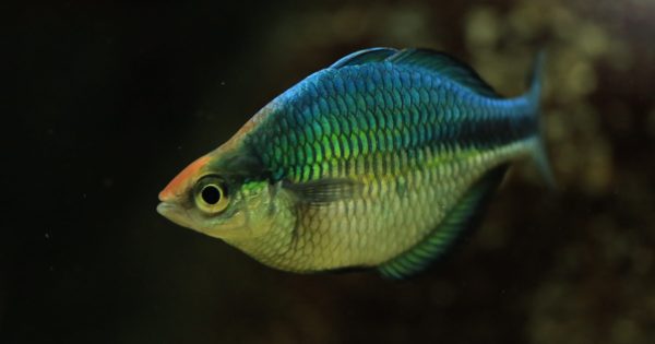 Study suggests we can turn to our fishy friends for an extra layer of protection