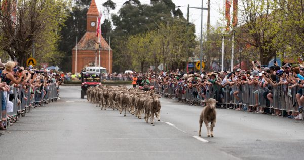 A very Irish celebration of Boorowa's sheepish heritage this long weekend