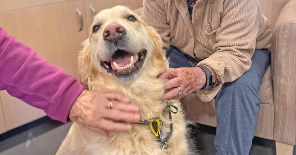 Man's best friend: ACT Companion Dog Club celebrates 35 years of therapy