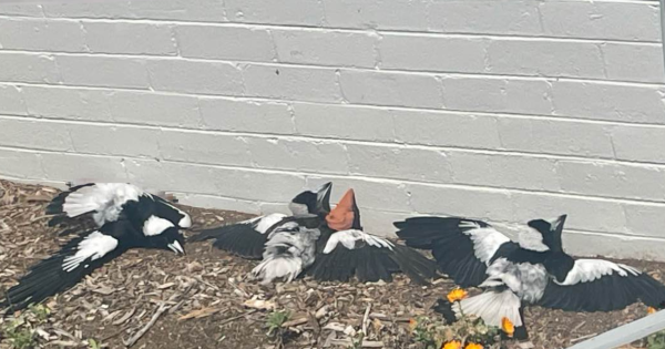 What's with the dead-looking magpies? Canberra biologist explains why birds 'sun'