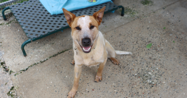 RSPCA ACT's Pets of the week - Cotter & Daisy