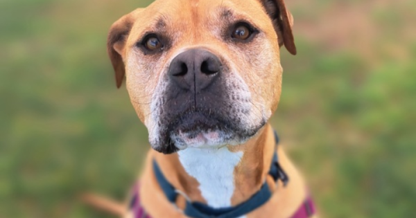 RSPCA ACT's Pets of the week - Knox, Boots & Socks