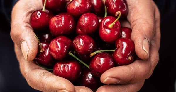 Fyshwick market magic set to bring festive fizz and sun-kissed feasts to your Christmas