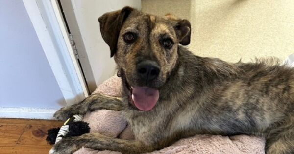 RSPCA ACT's Pets of the week - Kobe, Nibbles and Daisy
