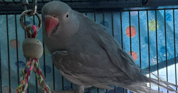 RSPCA ACT's Pets of the week - Ms Moneypenny and Muffy