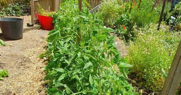 Notes from the Kitchen Garden: the veggies are relishing a hot summer ahead