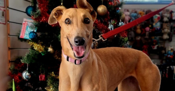 RSPCA ACT's Pets of the week - Belle and Charlie