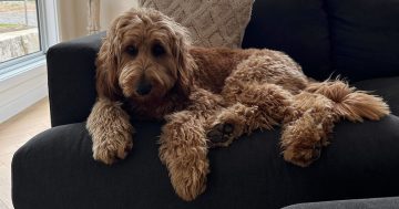 Canberra's most popular 2025 pet names get tongues wagging