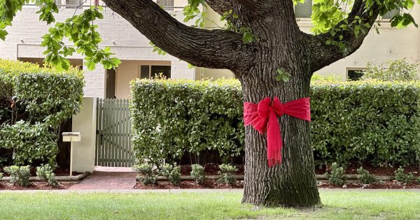 Hundreds of Canberra's street trees are decorated with bows this Christmas. But who put them there?