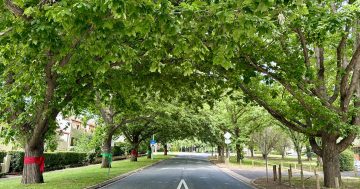 Canopy cover falling as trees age and densification gathers pace, report shows
