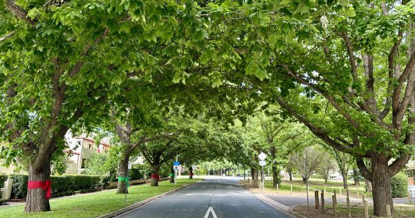 Canopy cover falling as trees age and densification gathers pace, report shows