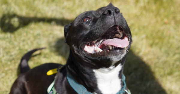 RSPCA ACT's Pets of the week - Twix and Pudda