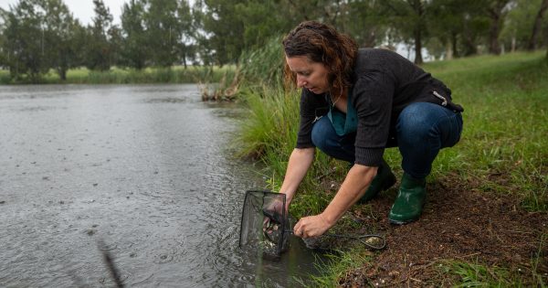 10 years on, have the ACT's Nature Conservation laws done their job and protected Canberra's biodiversity?