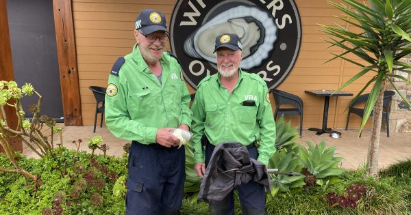Venomous snake's surprise visit to South Coast restaurant complicates dinner service