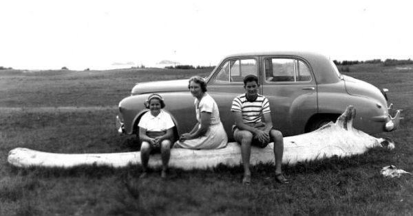 Search for missing whale bone at centre of South Coast mystery enters new chapter
