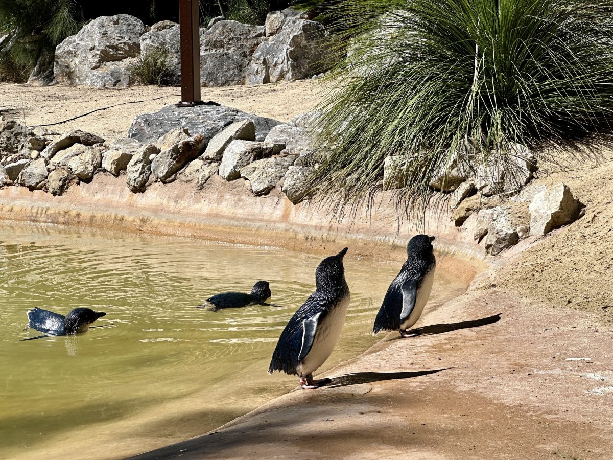 Little Penguins