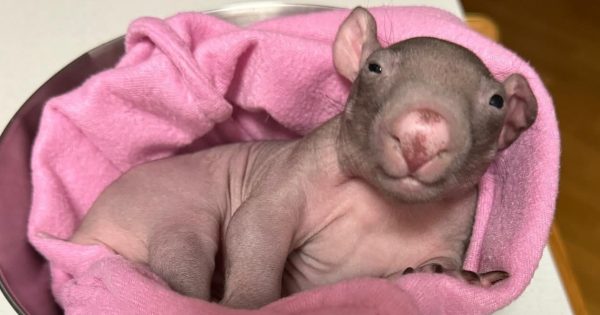 Want to become a wombat carer? Step one, you just need to care (and take this course)