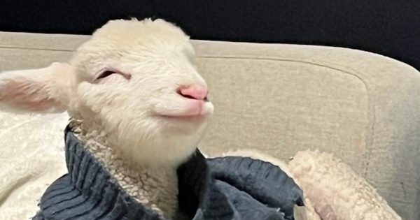 How a poddy lamb became an unlikely teacher’s aid