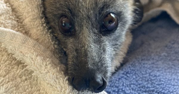 Help save endangered flying foxes from fruit tree nets, urges ACT Wildlife