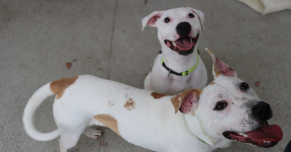 RSPCA ACT's Pets of the week - Jerome and Sam