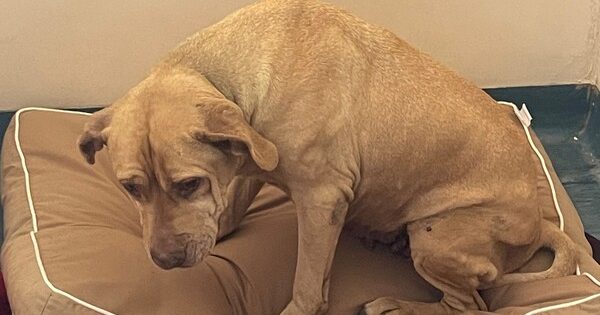 $2000 fine after woman failed to care for 12-year-old dog with painful ear infection
