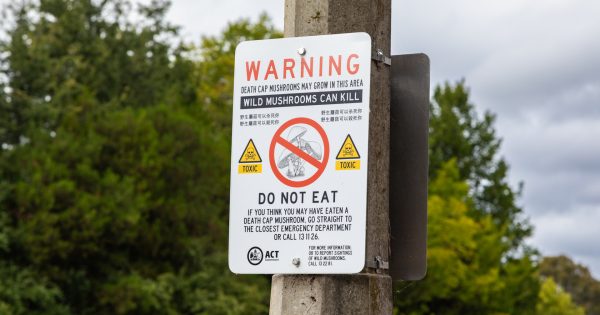 Canberrans urged to ignore wild mushrooms as rain brings fresh sprouts
