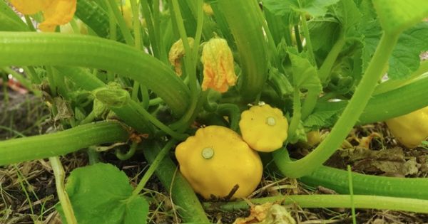 Notes from the Kitchen Garden: it's time to plant, prepare and harvest in the autumn sunshine