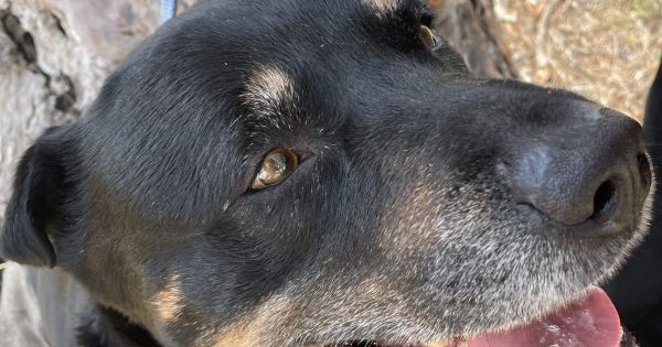 For Arthur, it's just a dog's life ... why he and so many others deserve better
