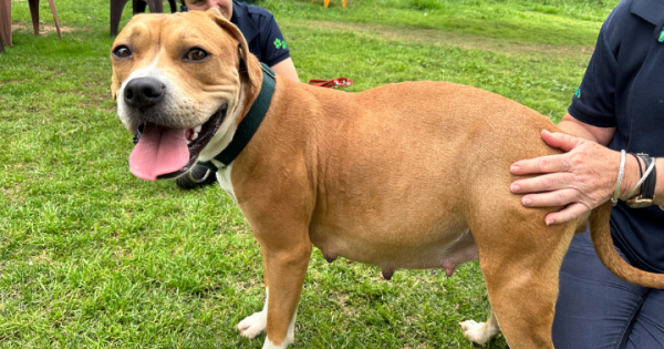 RSPCA ACT’s Pets of the week – Lola and Milo