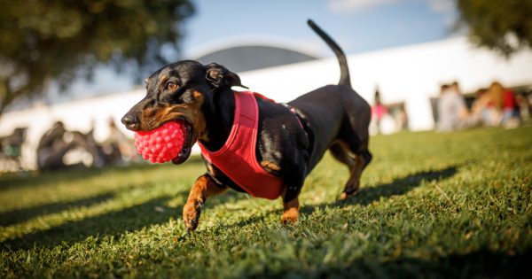 Double-dog dare your friends to come to Canberra's newest festival