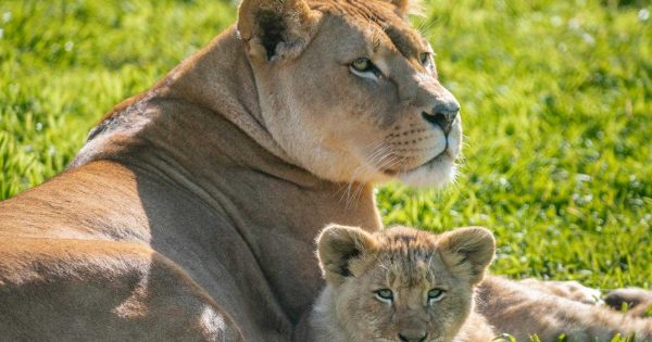 Exciting school holiday adventures await at Mogo with lions, tigers, gorillas and more