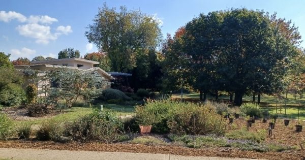 Why the experimental design of these Canberra suburbs never took off