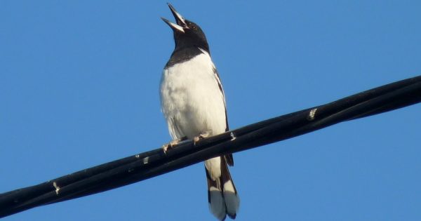 Have you heard the butcherbird's song?