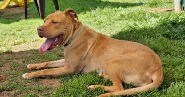 RSPCA ACT’s Pets of the week – Illidan and Yoda