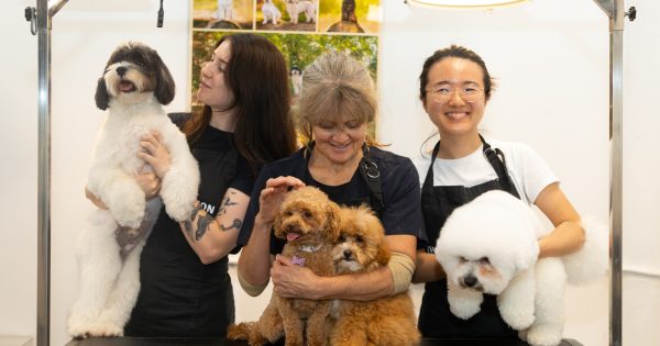 The best dog groomers in Canberra