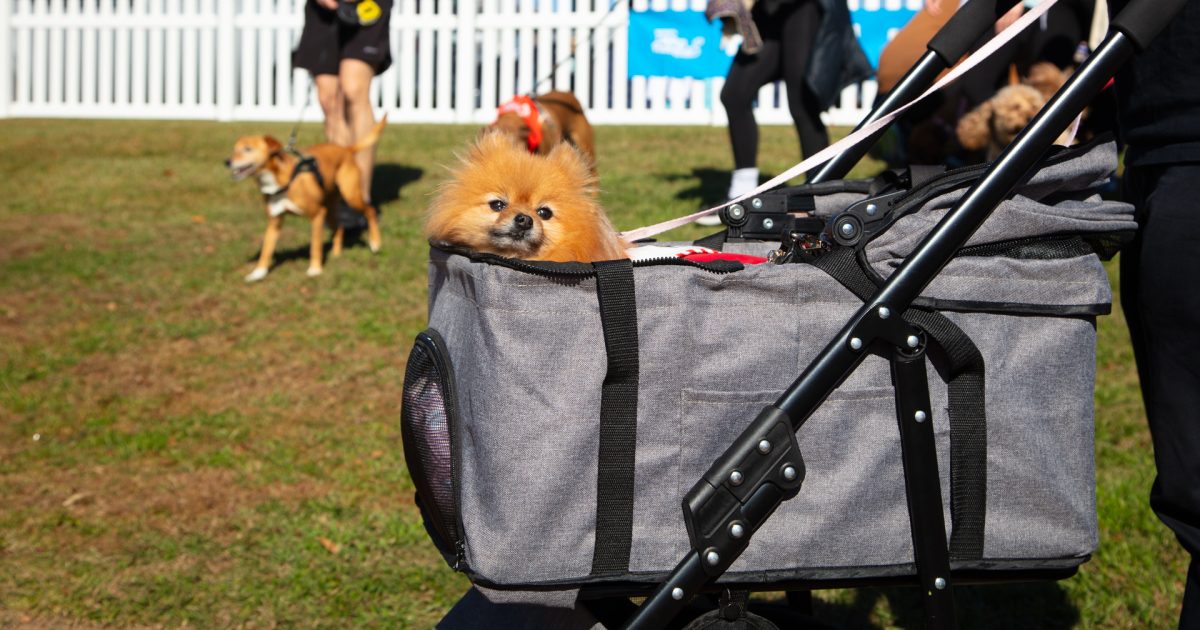 RSPCA hangs up the leash on its biggest national fundraiser – but ACT event to buck the trend | Region Canberra