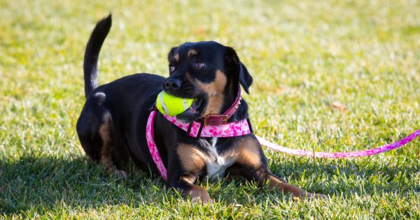 The best dog trainers in Canberra