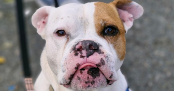 RSPCA ACT's Pets of the week - Chappie and Apple