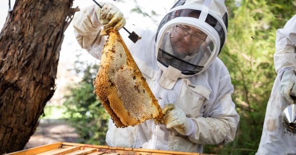 We're not pollen your leg ... on 18 May, Parliament House is the place to bee