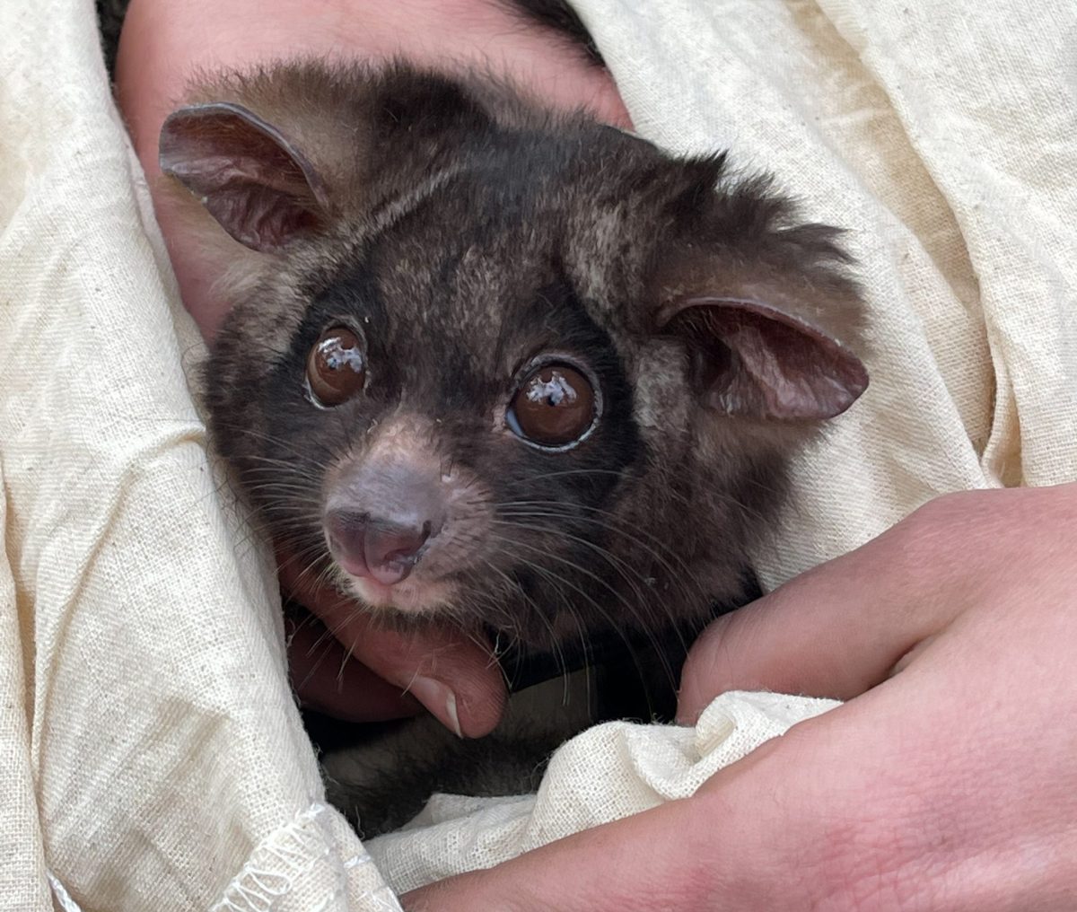 greater glider
