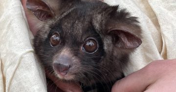 EPA lodges 29 charges against the NSW Forestry Corporation over Tallaganda State Forest