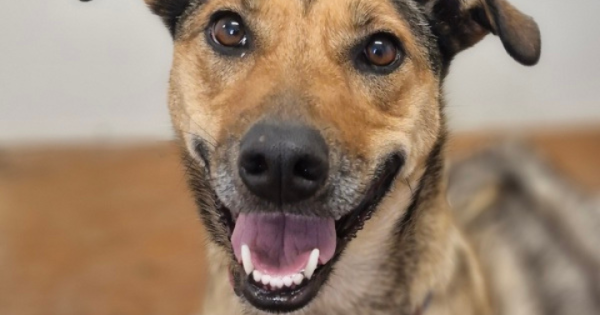 RSPCA ACT's Pets of the week - Lunar, Pickle and Pearl