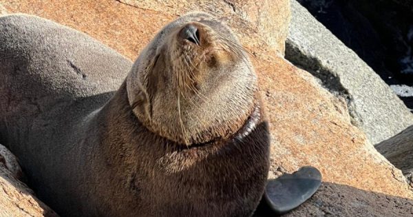 Watch as dramatic rescue finally frees seal at Narooma