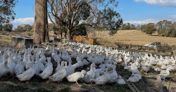 Ducks beat a path to better soil before leaving for dinner