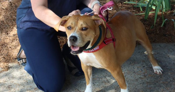 RSPCA ACT’s Pets of the week – Lola and Clementine